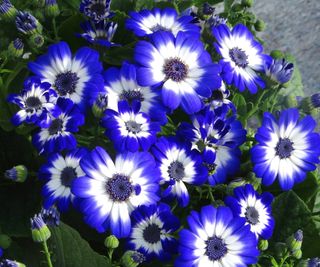 Senetti blooms in blue and white