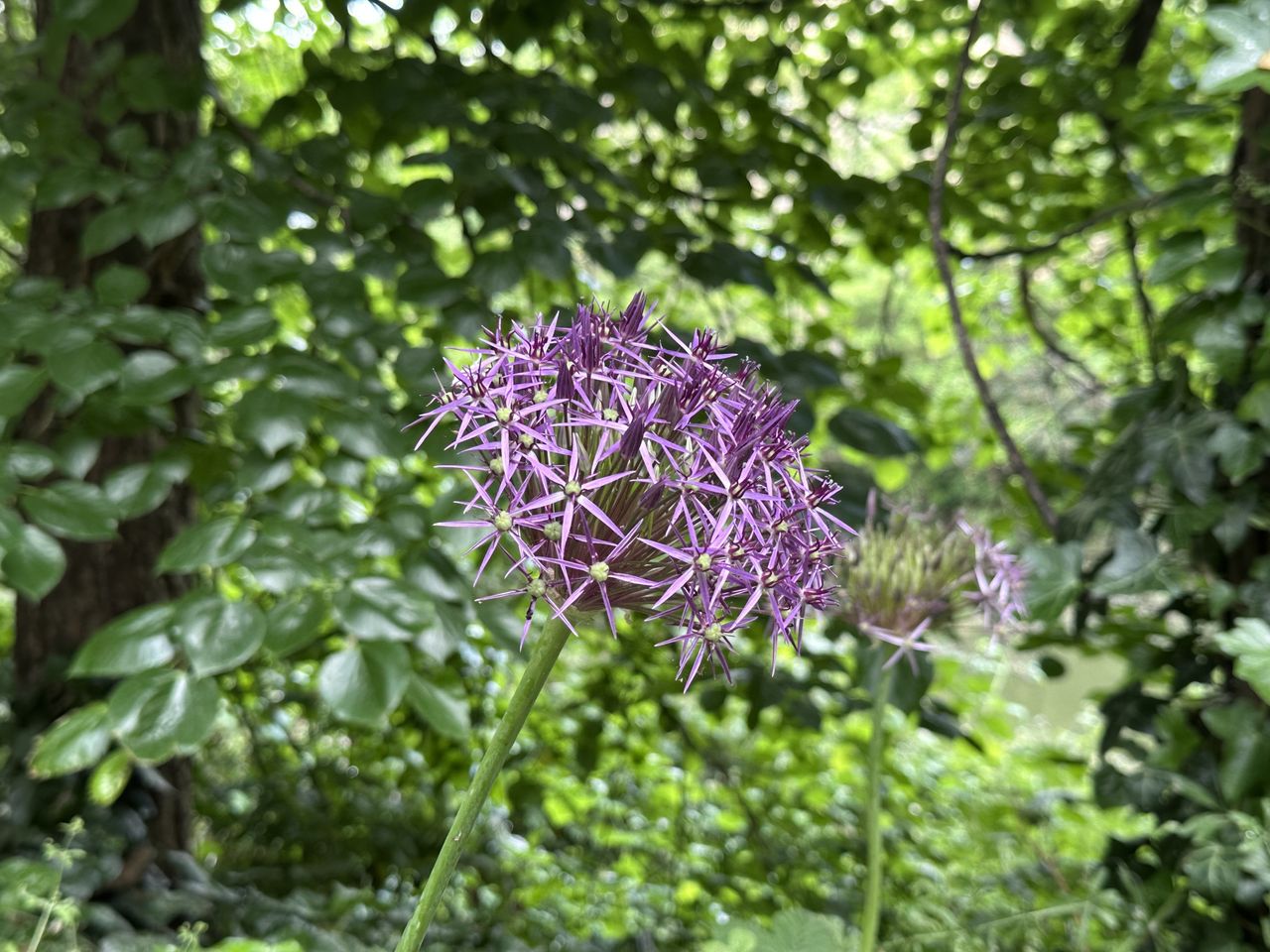 A photo of a purple flower shot on the iPhone main lens at 1.7x zoom