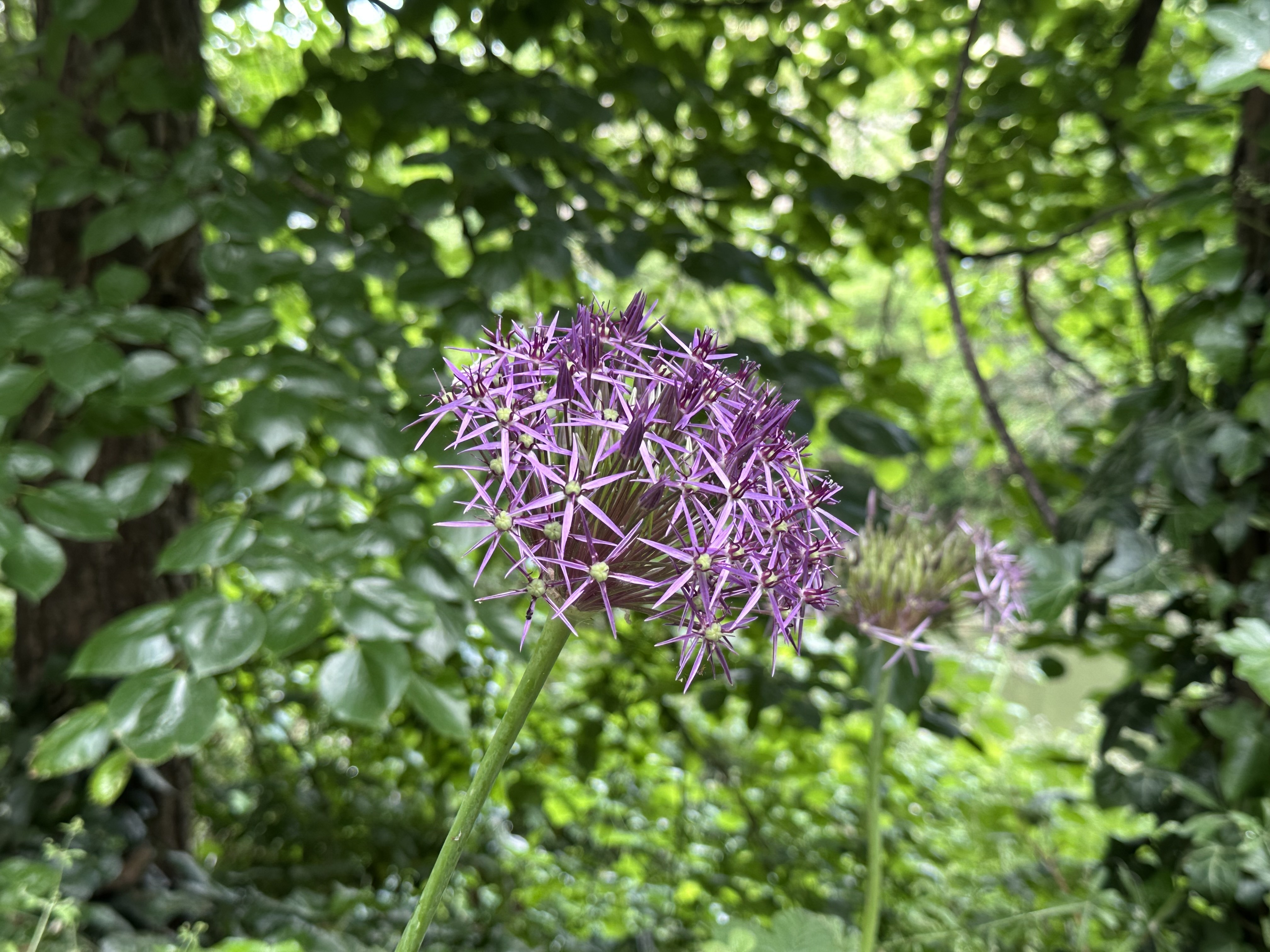 A photo of a purple flower shot on the iPhone main lens at 1.7x zoom