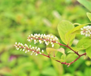 virginia sweetspire flowers