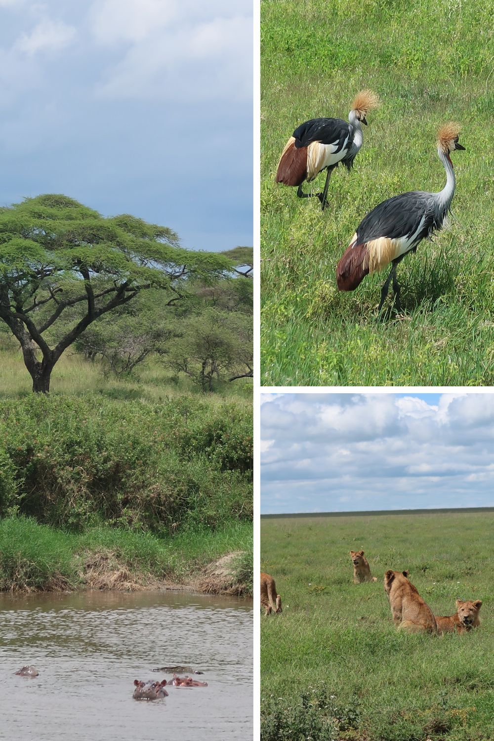 Animals of Tanzania