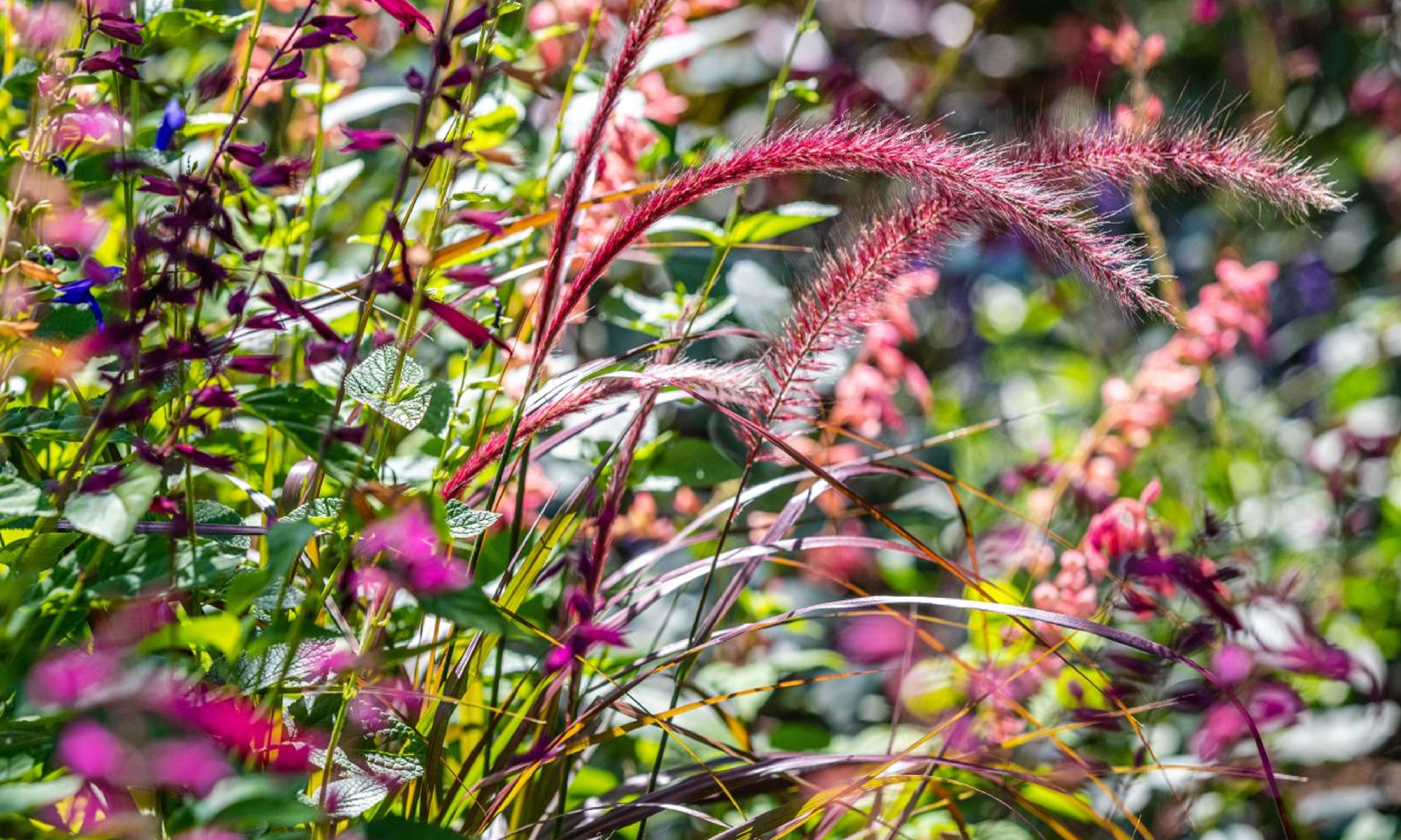 Naturalistic planting in the Ladies' Border, NYBG