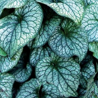 Brunnera 'Alexander's Great' shade loving plant for garden