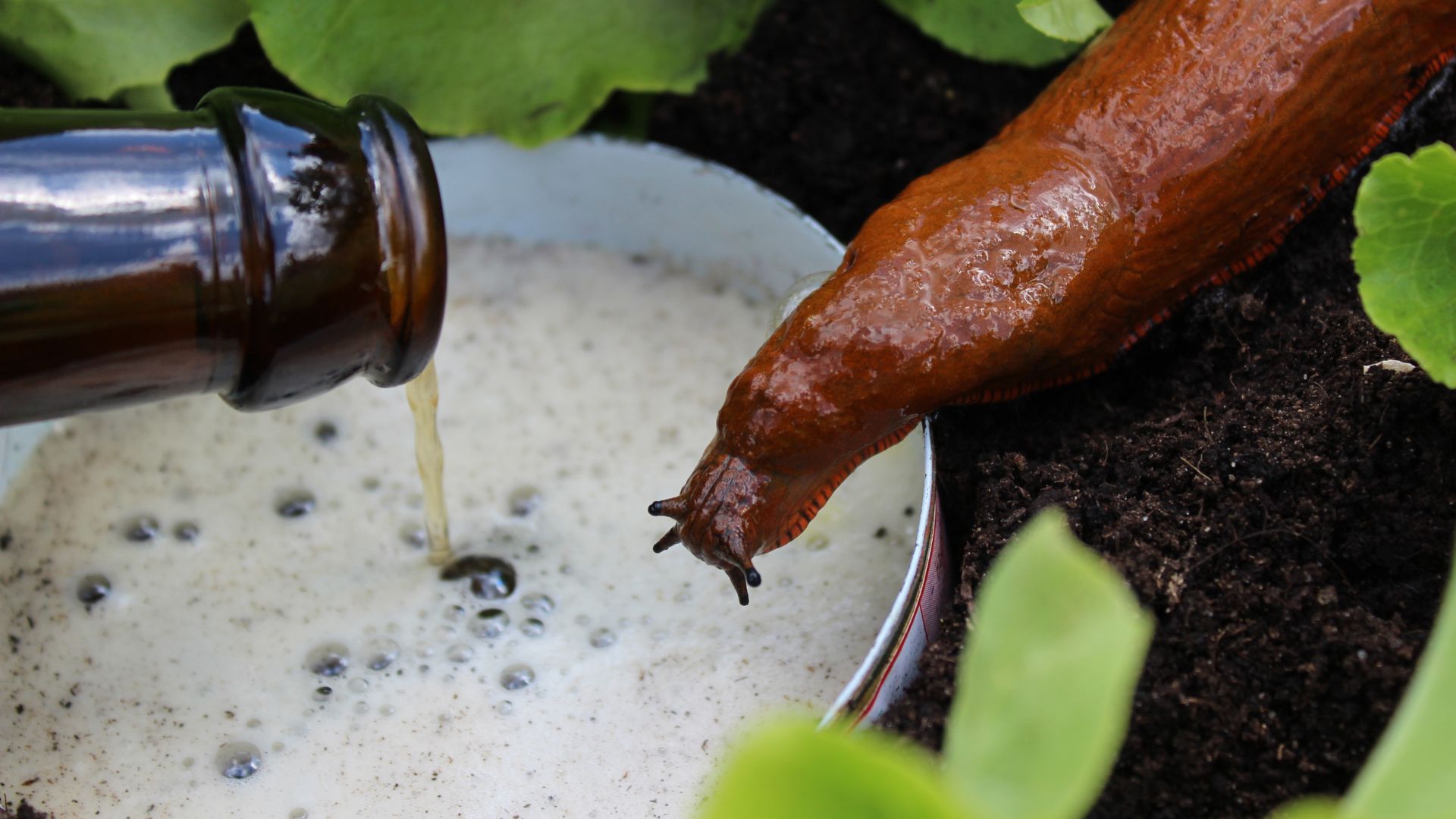 A slug next to a bowl of beer