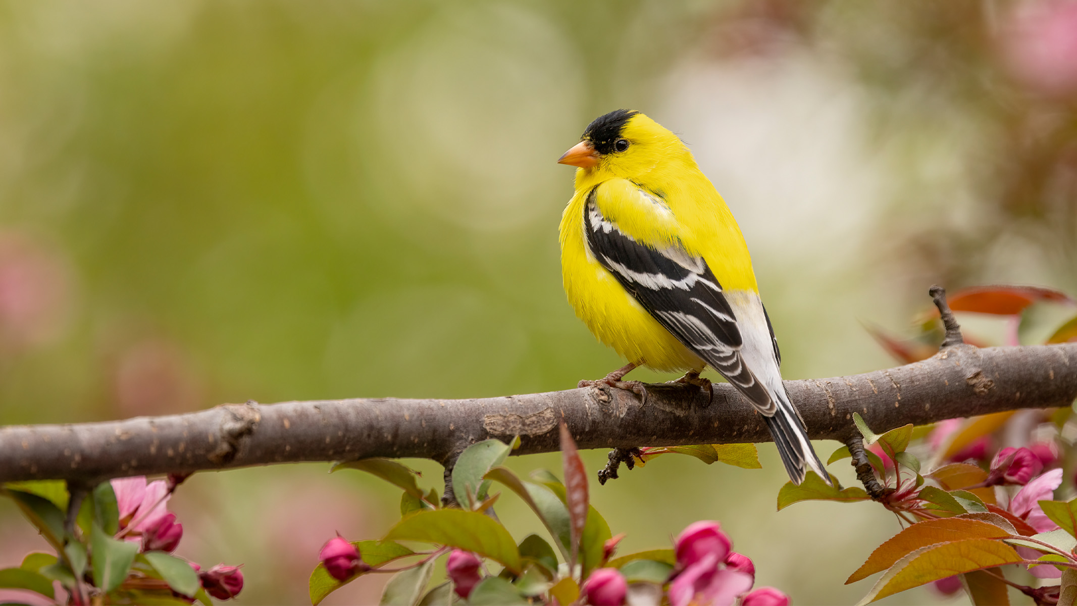 yellow bird on tree branch