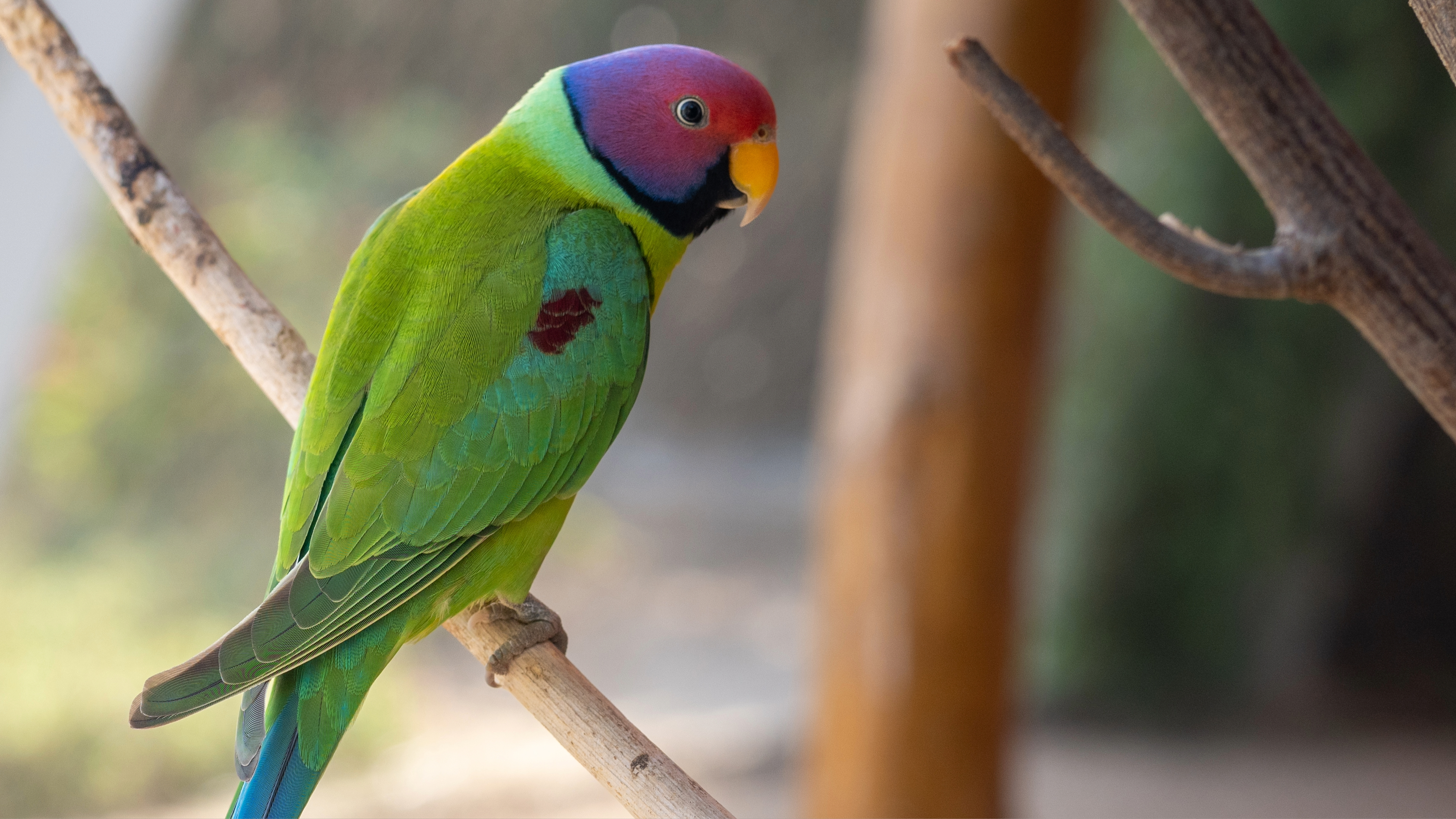 Plum-headed parakeet