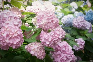 A bush of multi-hued hydrangeas