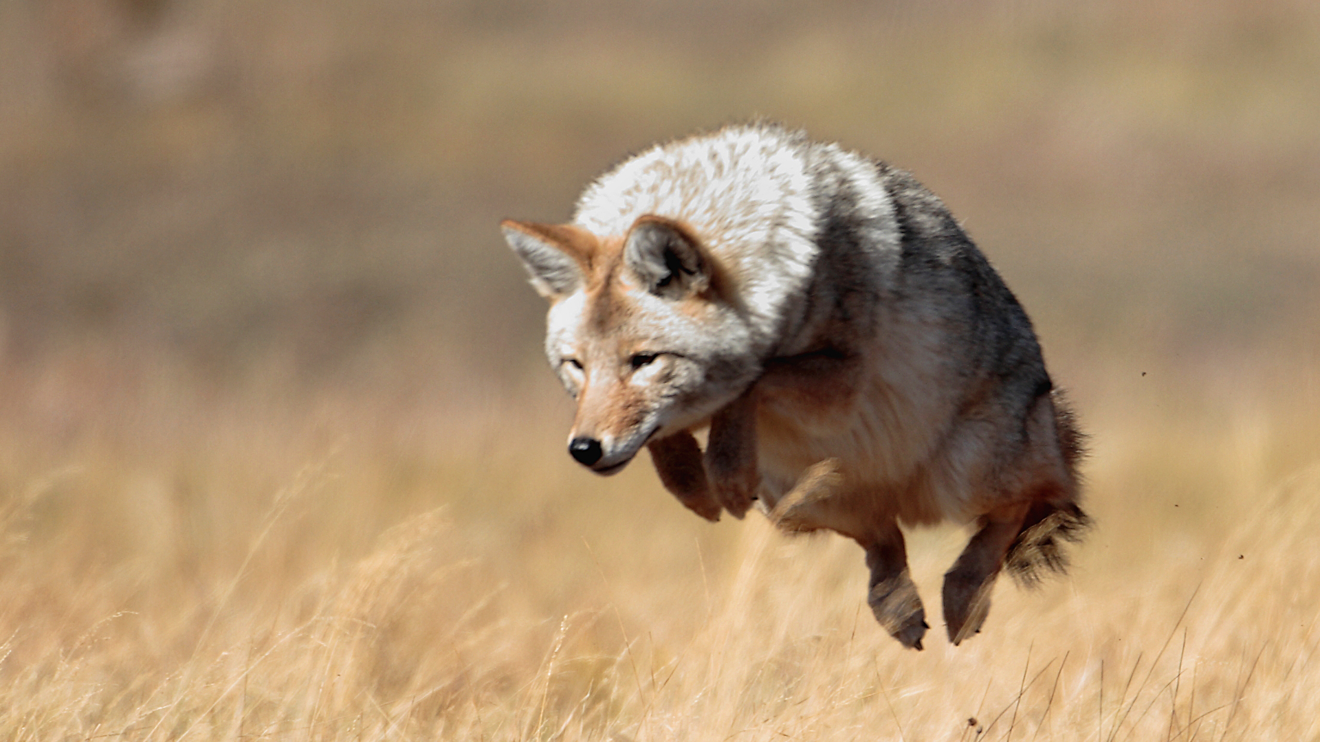 A coyote hunting