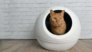 Ginger cat sitting inside a dome litter box in front of a white brick wall