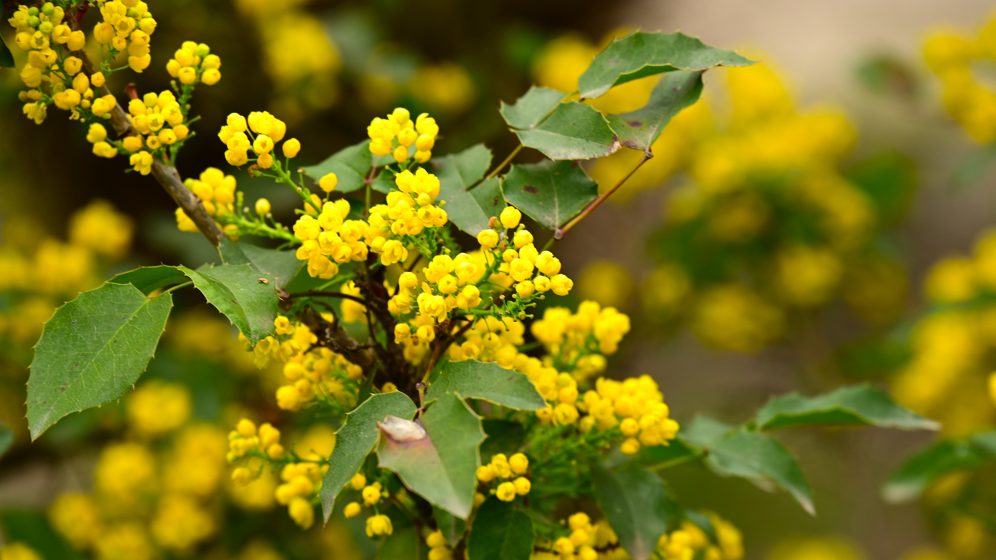 Tall Oregon Grape
