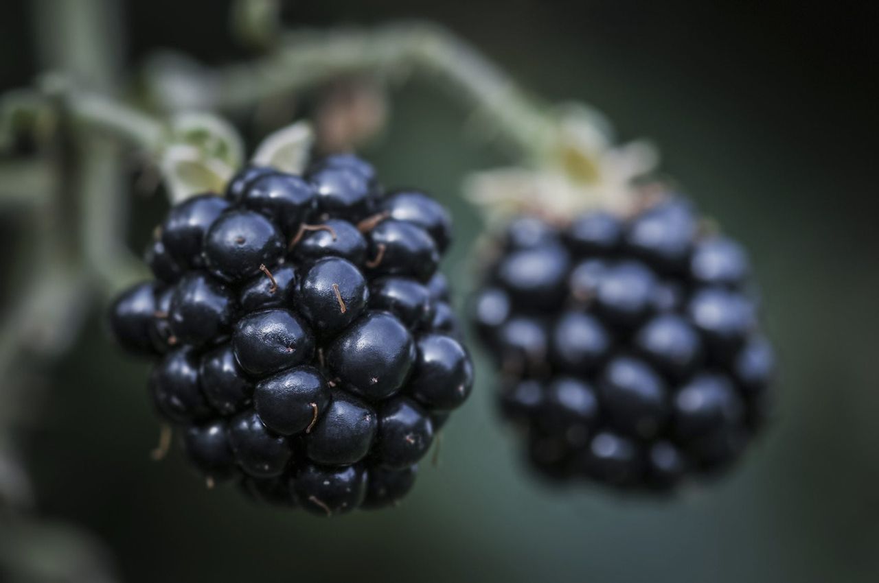 Close Up Of Blackberries