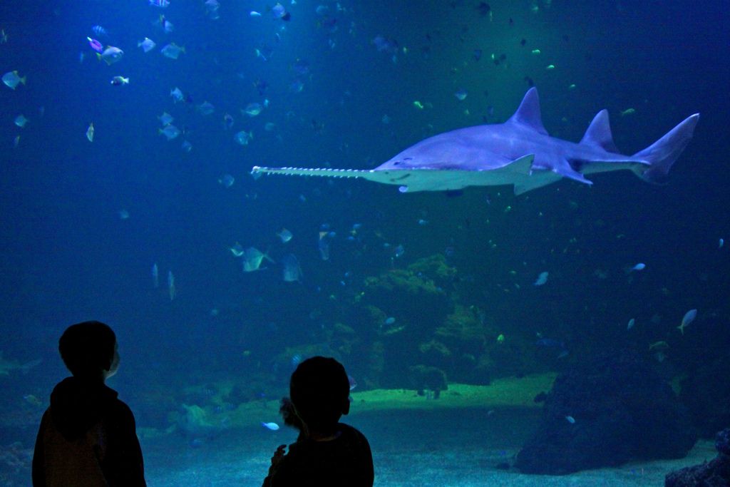 Sawfish