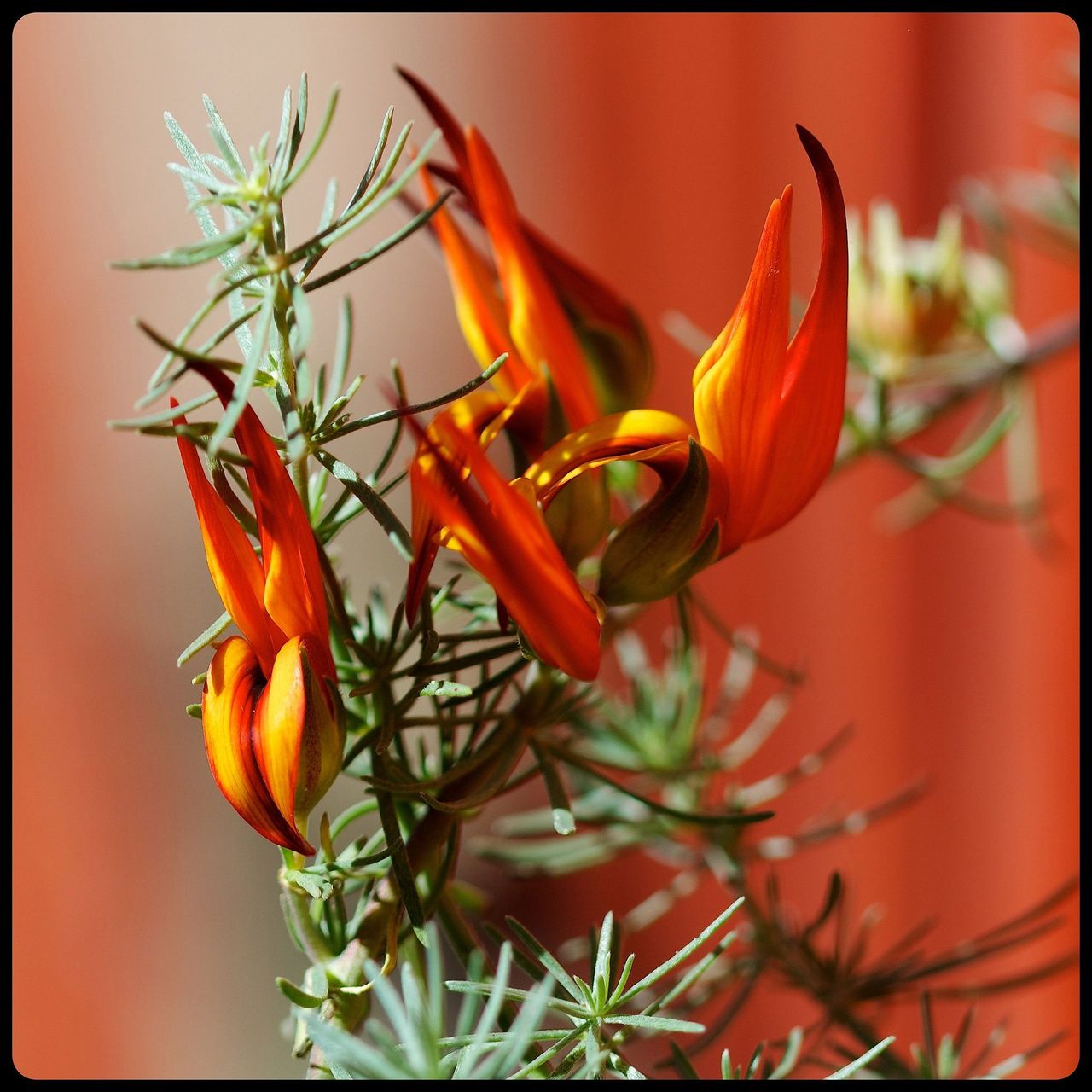 Dark Orange Lotus Vine Flower