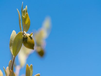 Close Up Of A Jojoba Plant