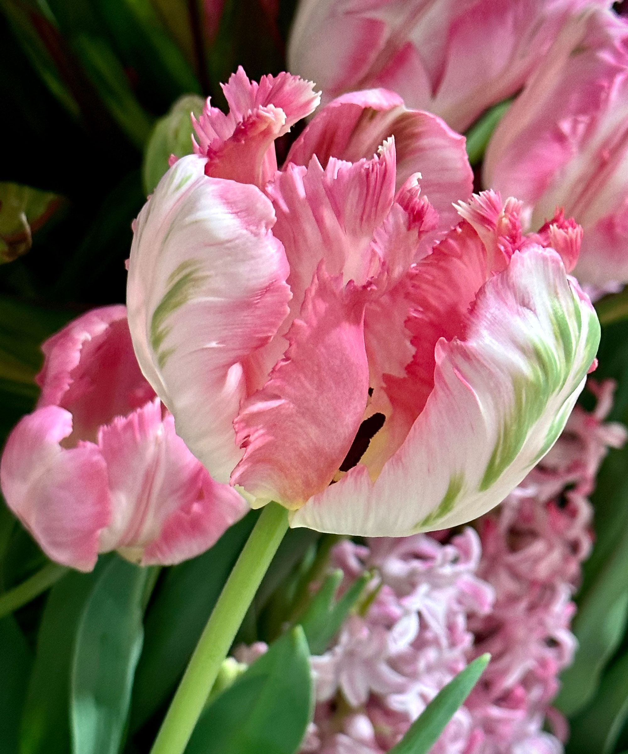 pink and green 'Apricot Parrot' tulip flowers