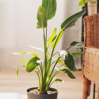 Potted Bird of Paradise plant in living room next to chair