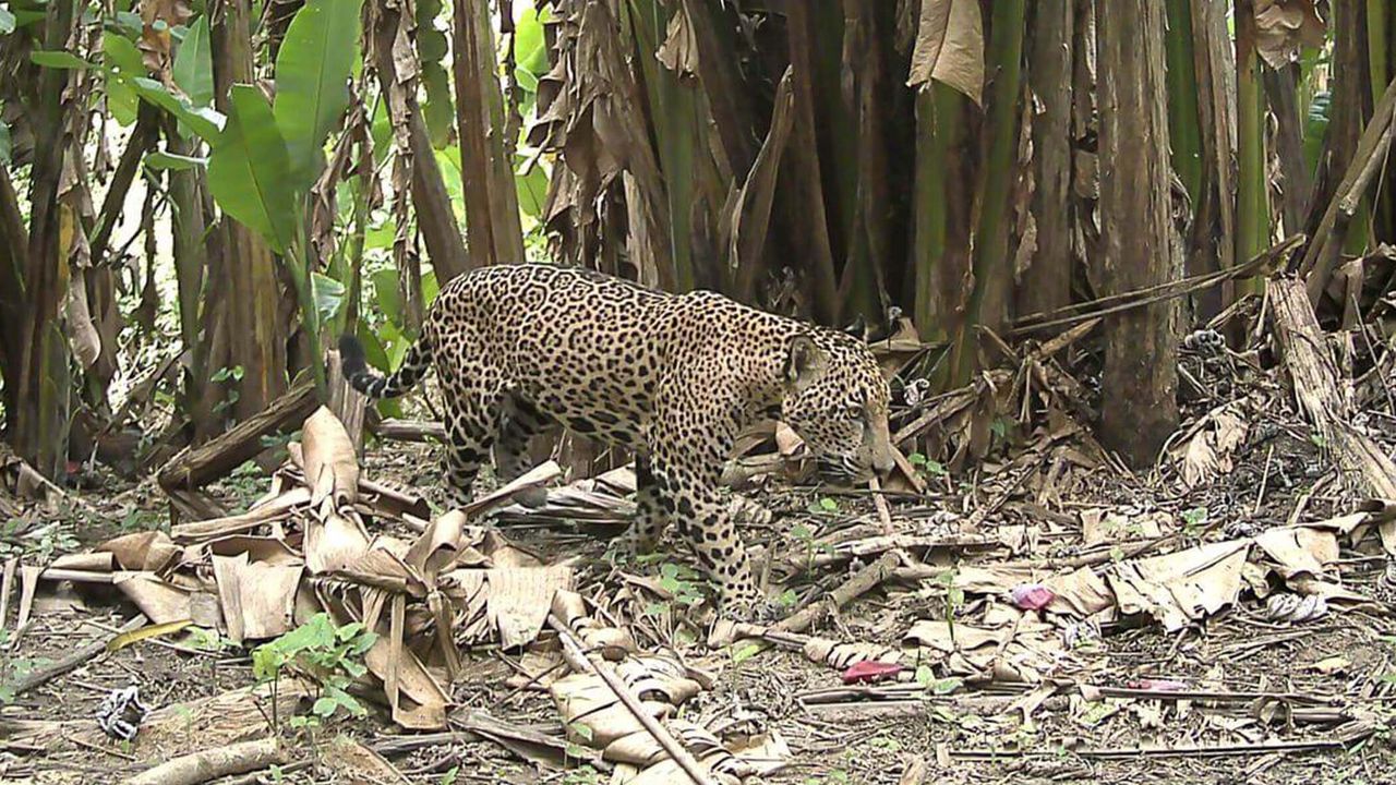 Trail cam footage of adult jaguar walking in forested area.
