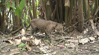 Trail cam footage of adult jaguar walking in forested area.