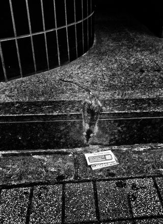 Black and white photograph of a rat climbing down a curb.