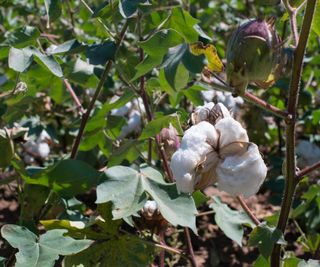 Cotton developing on a cotton plant