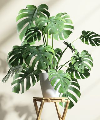 Monstera plant indoors on a plant stand in front of a plain white wall with the sun coming in