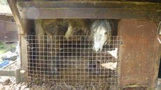ponies