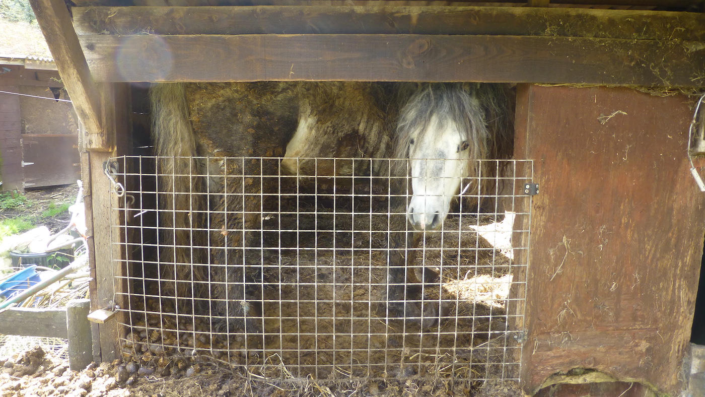 ponies