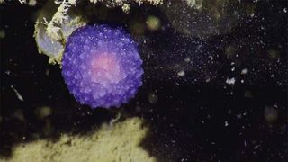 Strange Purple Orb