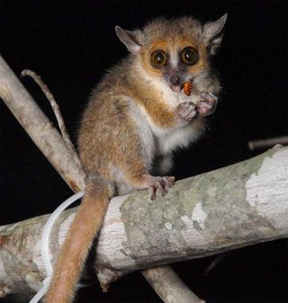 mouse lemur