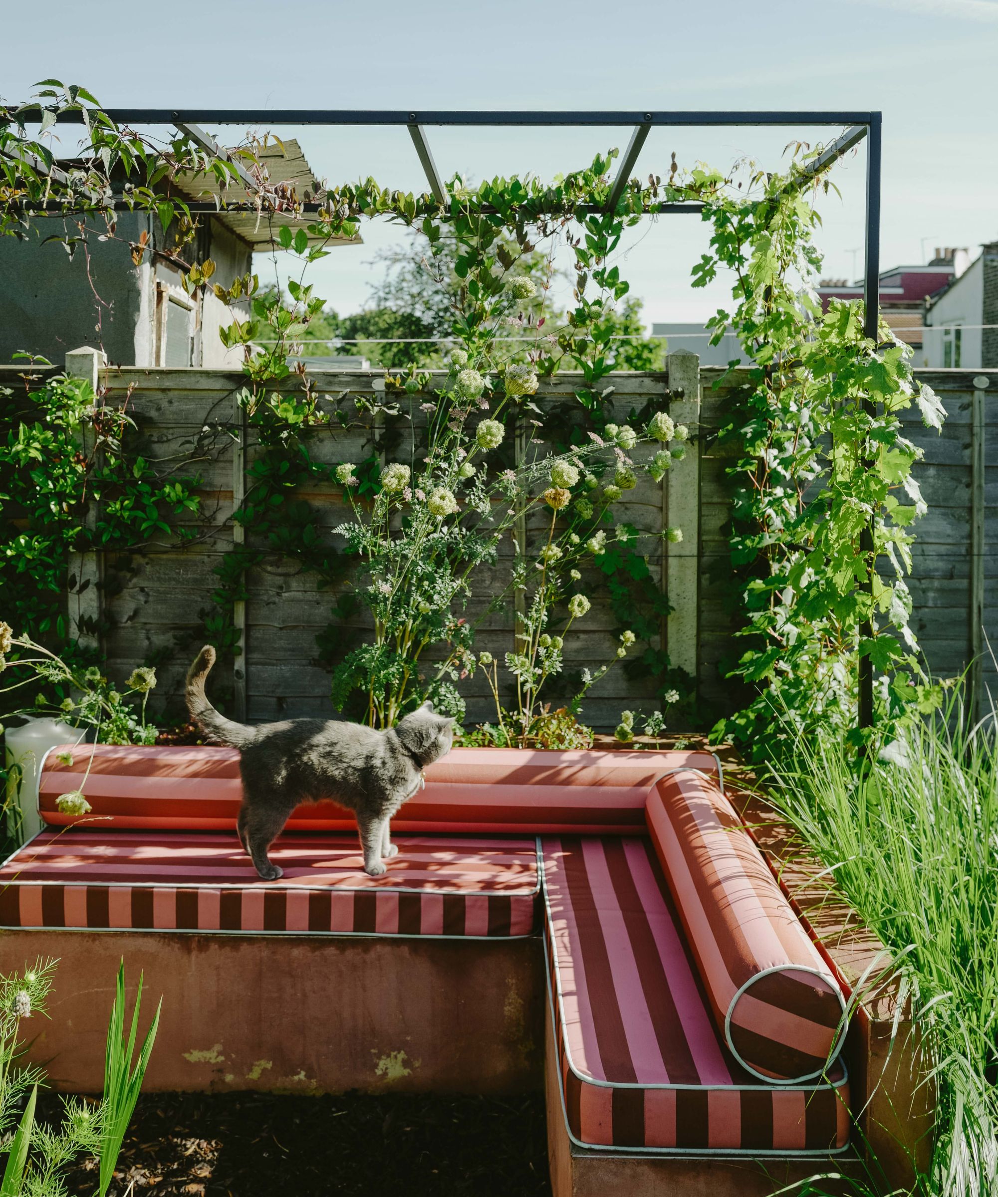 Garden with an awning covered in vines and plants, banquette seating with a pink and red striped cushion and bolster pillow and a gray cat stood on top