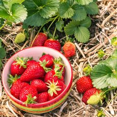 colorful dish of strawberry fruits next to plants on straw mulch