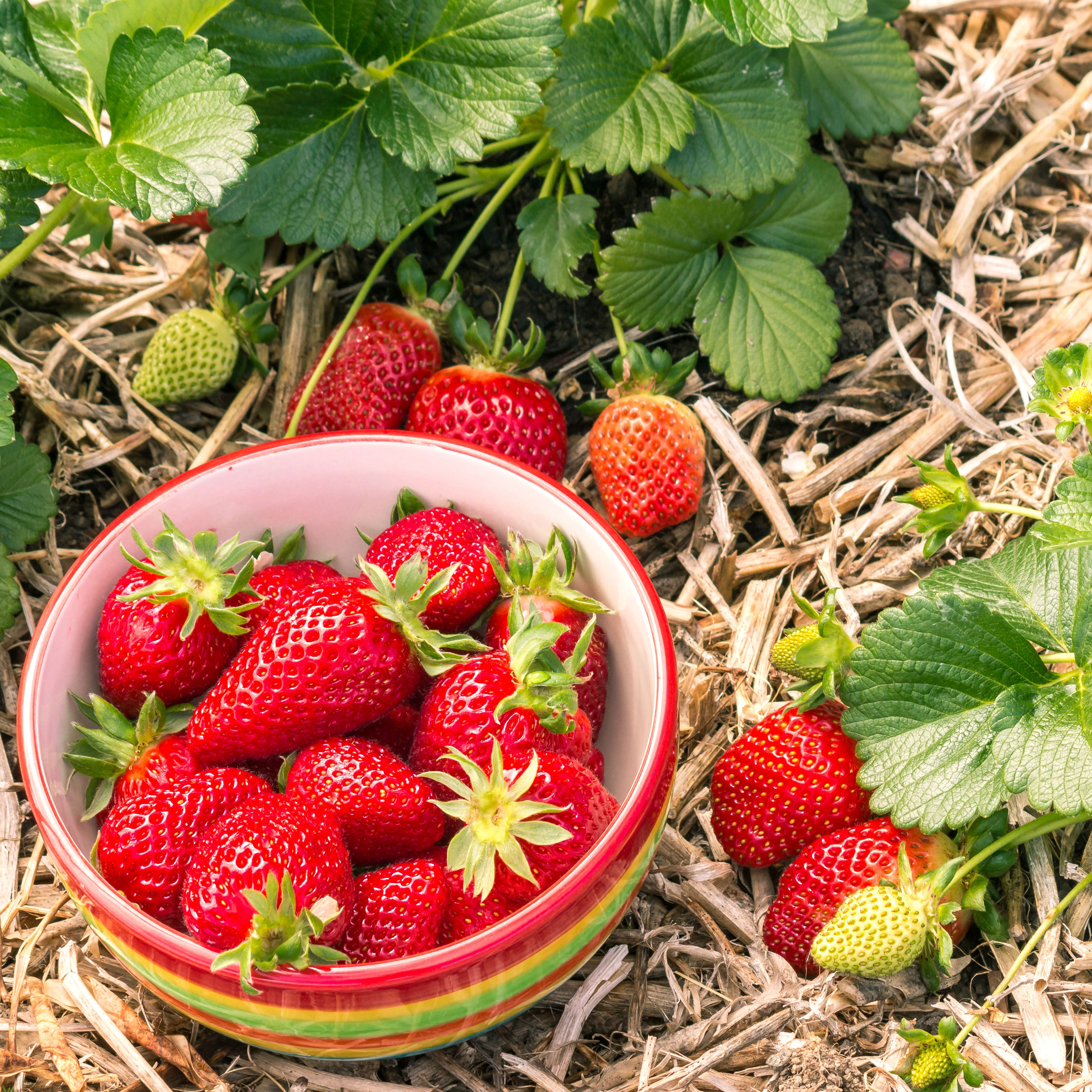 colorful dish of strawberry fruits next to plants on straw mulch