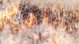 Herder droves a group of wild horses amid clouds of dust.