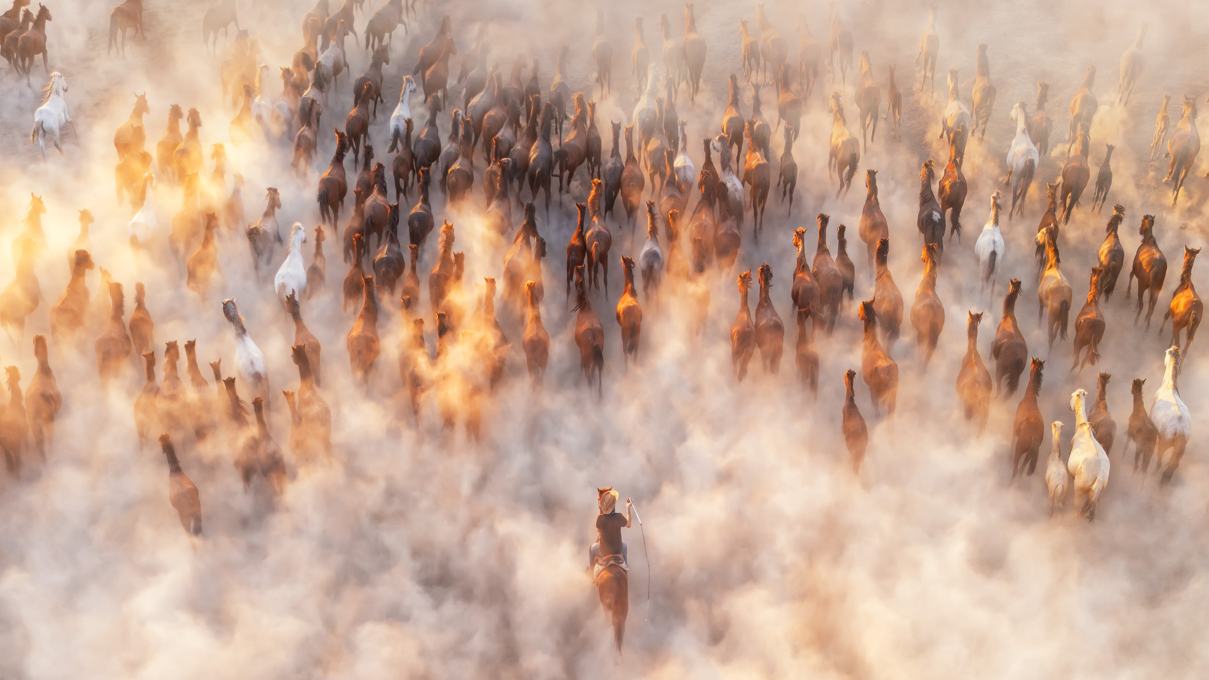 Herder droves a group of wild horses amid clouds of dust. 