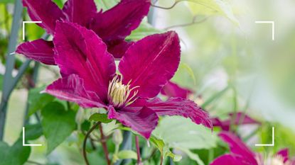 picture of pink clematis plant to ask should you deadhead clematis plants