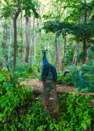 Yala, Sri Lanka