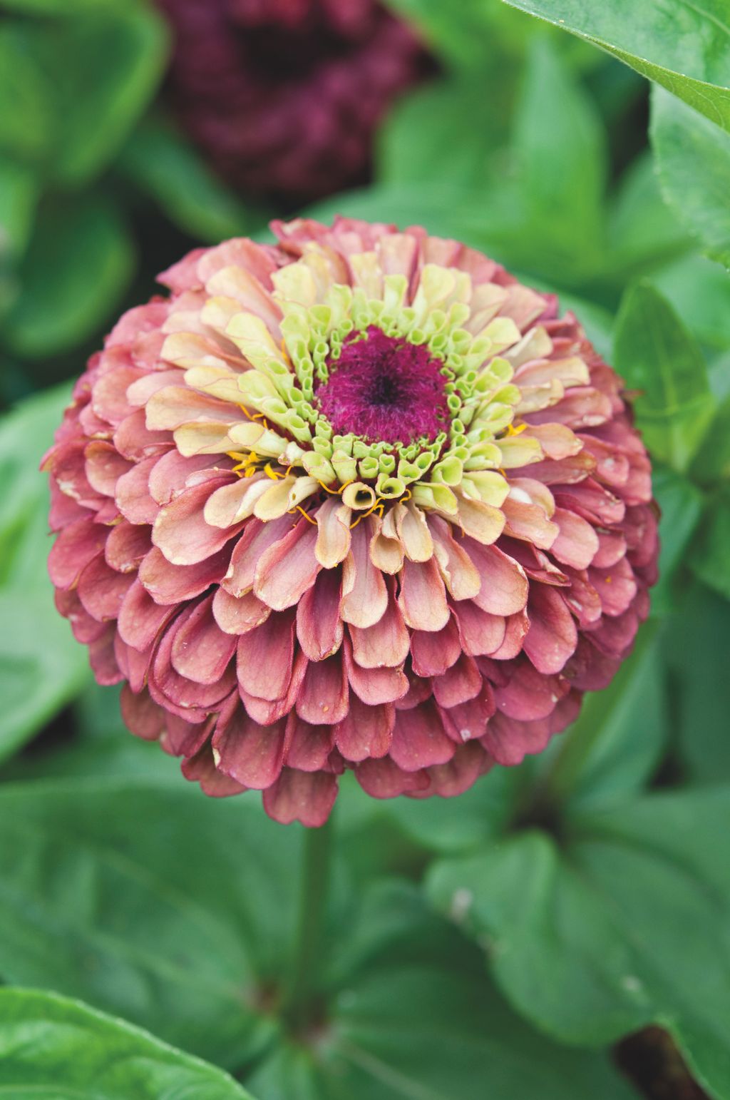 How to grow zinnias tips on planting, growing and caring for these versatile flowers Gardeningetc