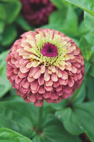 how to grow zinnias: Zinnia elegans 'Queeny Lime Red'