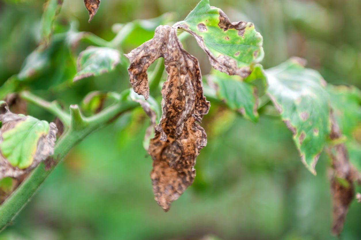 Verticillium Wilt On Tomato Plant Leaves