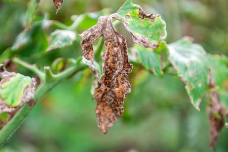 Verticillium Wilt On Tomato Plant Leaves