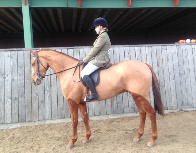 Sheridan &amp;mdash; novice intermediate show hunter pony