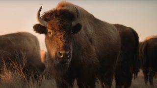 A buffalo standing in golden light in Ken Burns' The American Buffalo trailer