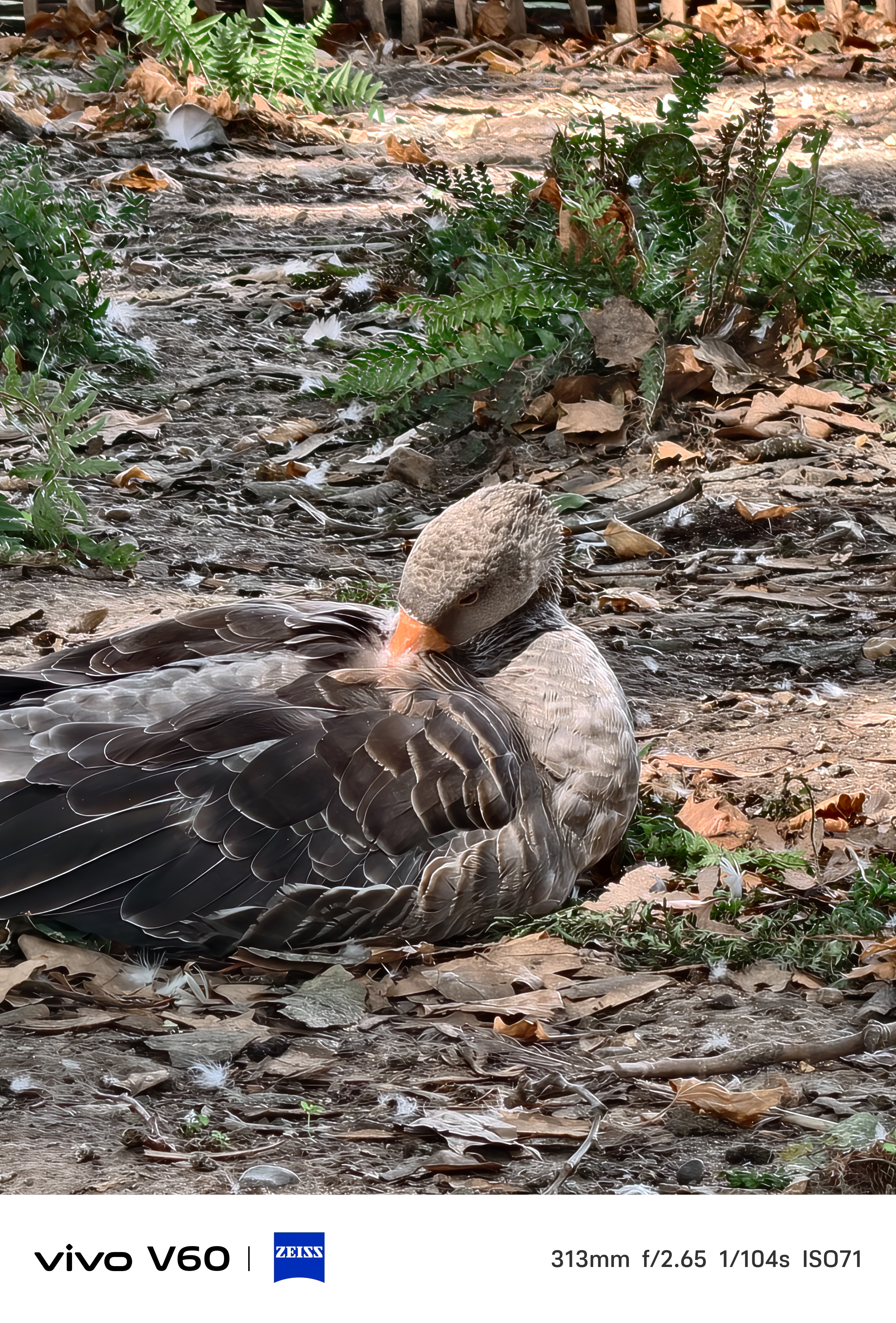 A goose cleaning its feathers