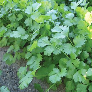 Park Seed Marino organic cilantro