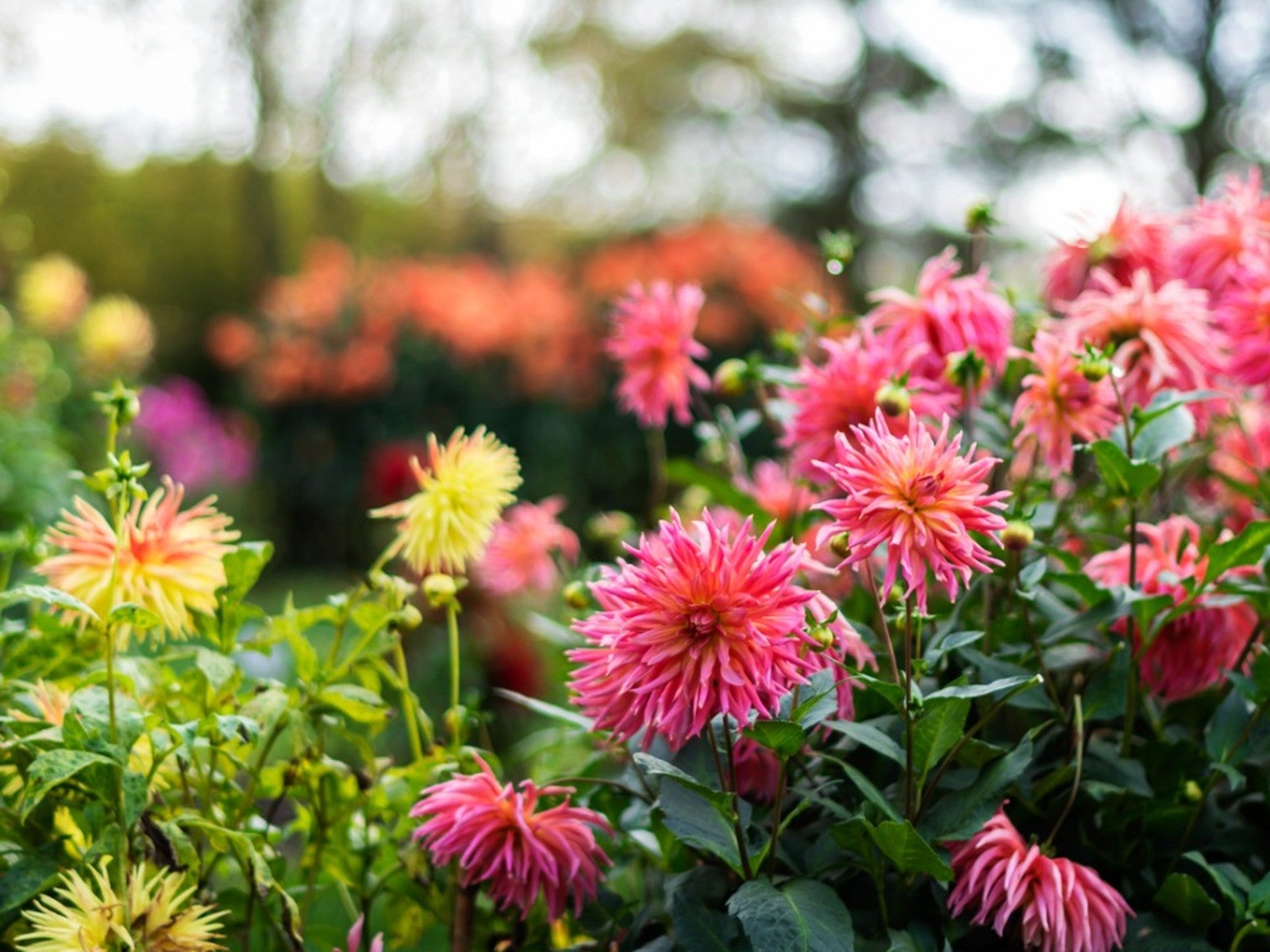 Tips On Fertilizing Dahlias For Bigger Blooms Gardening Know How