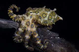 Greater blue ringed octopus