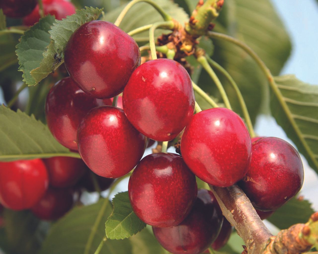 Best fruit trees 24 varieties for tasty homegrown crops Gardeningetc