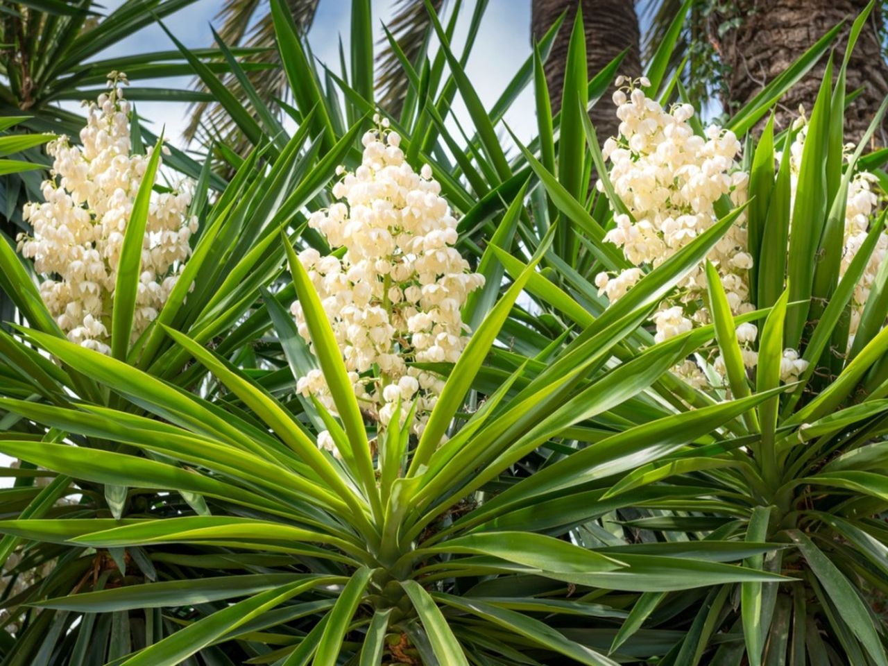 Flowering Yucca Plants