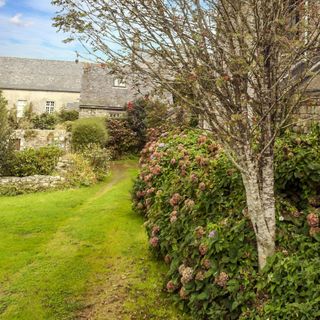 back garden with border of plants and small trees