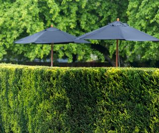 Neatly trimmed leylandii hedge with black garden umbrellas